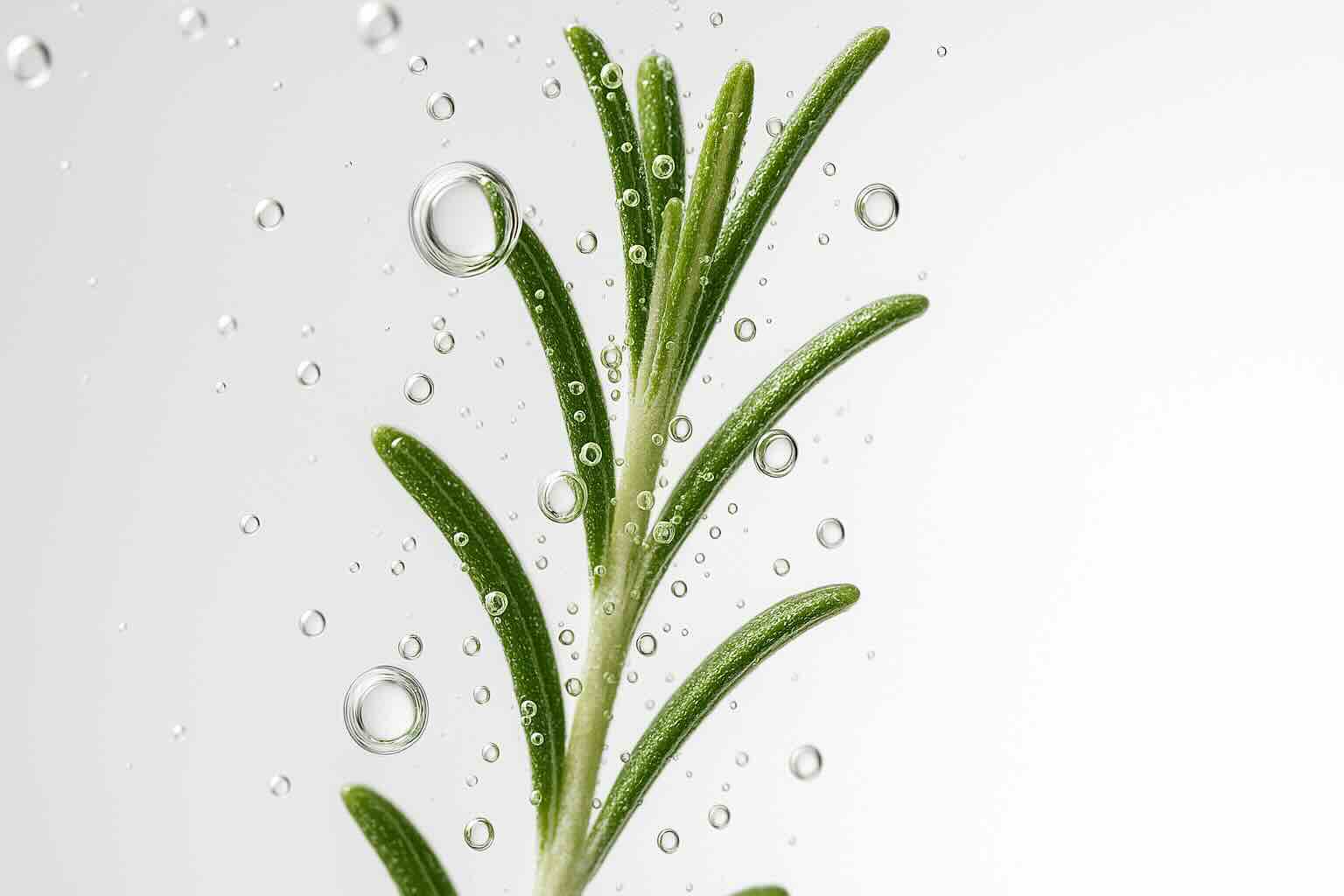 Rosemary Extract